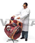 Giant Anatomy Heart Model, 8 times life size model